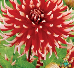 Георгина (кактусовая) - Фриколе