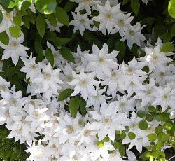 Клематис (крупноцветковый) - Сноу Сторм (Люкс)