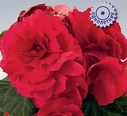 Бегония клубневая Инфинити Скарлет