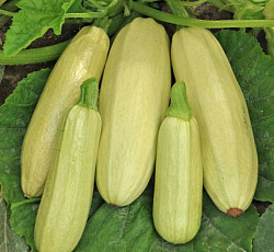 Кабачок Якорь