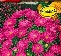 Астра Пиноккио Розовая