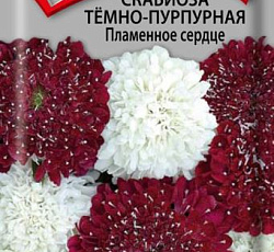 Скабиоза темно-пурпурная Пламенное сердце