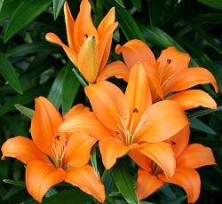 Лилия (ЛА-гибрид) - Стейнлесс Стил