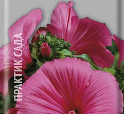 Лаватера Красотка красная