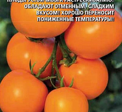 Томат Санька оранжевый