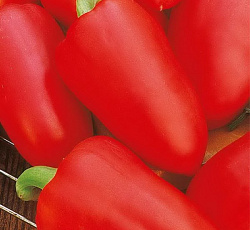 Перец сладкий Ласточка