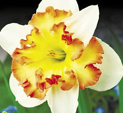 Нарцисс (С расщепленной коронкой) - Таурус (Люкс)