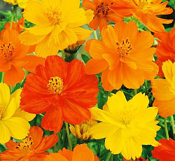 Космея Карпет микс