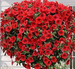 Петуния ампельная Опера Красная