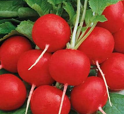 Редис Кардинал F1