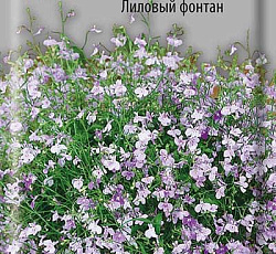 Лобелия Плетистая Лиловый фонтан
