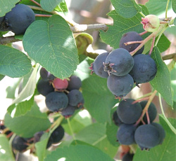 Ирга (ольхолистная) - Смоки