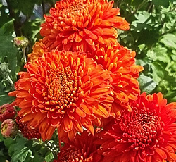 Хризантема (корейская) - Пектораль