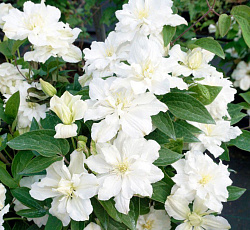 Клематис (ботанический) - Вайт Арабелла (Люкс)