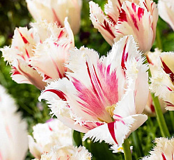 Тюльпан (Бахромчатый) - Карусель