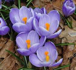 Крокус (крупноцветковый) - Квин оф Блюз