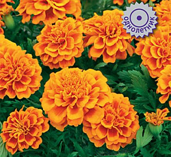 Бархатцы отклоненные Пронто Оранж Би