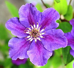 Клематис (крупноцветковый) - Ашва