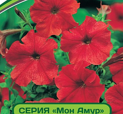 Петуния Мон Амур Берзе F1 многоцветковая прямостоячая
