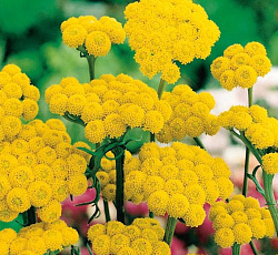 Лонас Малыш