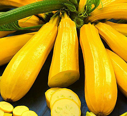 Кабачок Ясмин F1