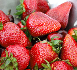 Клубника (земляника) садовая Фестивальная