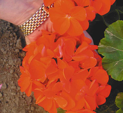 Пеларгония F1 (герань) Русский размер