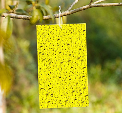 Ловушка клеевая от садовых вредителей