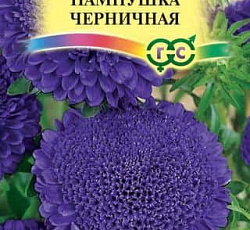 Астра Пампушка Черничная