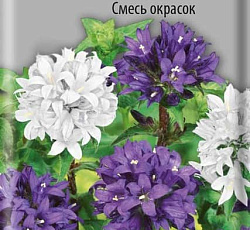 Колокольчик скученный Смесь окрасок