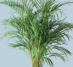 Дипсис лютесценс