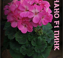 Пеларгония зональная карликовая Нано F1 Пинк