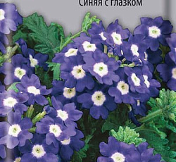 Вербена гибридная Синяя с глазком