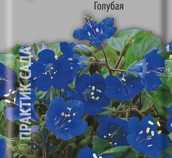 Фацелия Колокольчатая Голубая