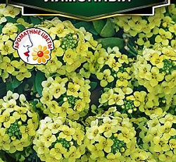 Алиссум приморский Лимонный