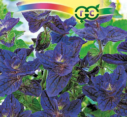 Сальвия хорминумовая Голубой монарх