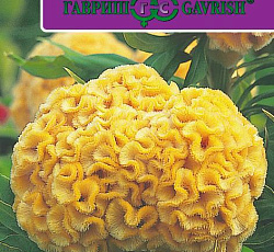 Целозия Курум желтая гребенчатая