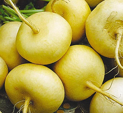 Репа Петровская