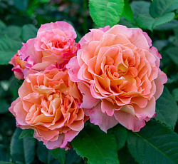 Роза (чайно-гибридная) - Августа Луиза