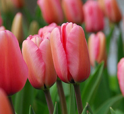 Тюльпан (Дарвинов гибрид) - Дизайн Импрешн