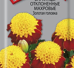 Бархатцы отклоненные махровые Золотая головка