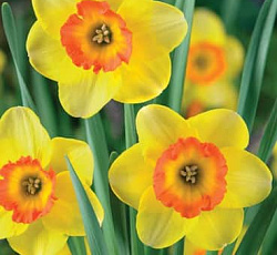Нарцисс (крупнокорончатый) - Бэнтэм