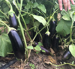 Баклажан Алексеевский