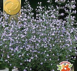 Душевик Горная мята марвелетт голубой