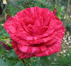 Роза (чайно-гибридная) - Ред Интуишн