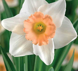 Нарцисс (крупнокорончатый) - Пичес энд Крим
