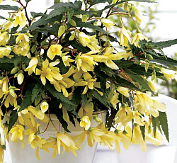 Бегония ампельная Желтый каскад F1