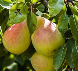 Груша - Велеса