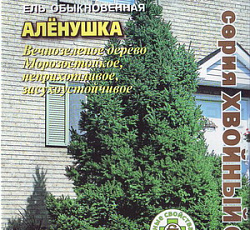 Ель обыкновенная Аленушка