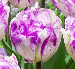 Тюльпан (Махровый поздний) - Ширли Дабл